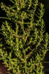 Dysphania ambrosioides