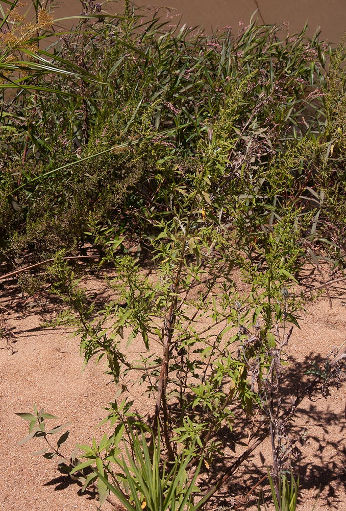 Dysphania ambrosioides