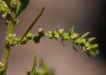 Dysphania ambrosioides