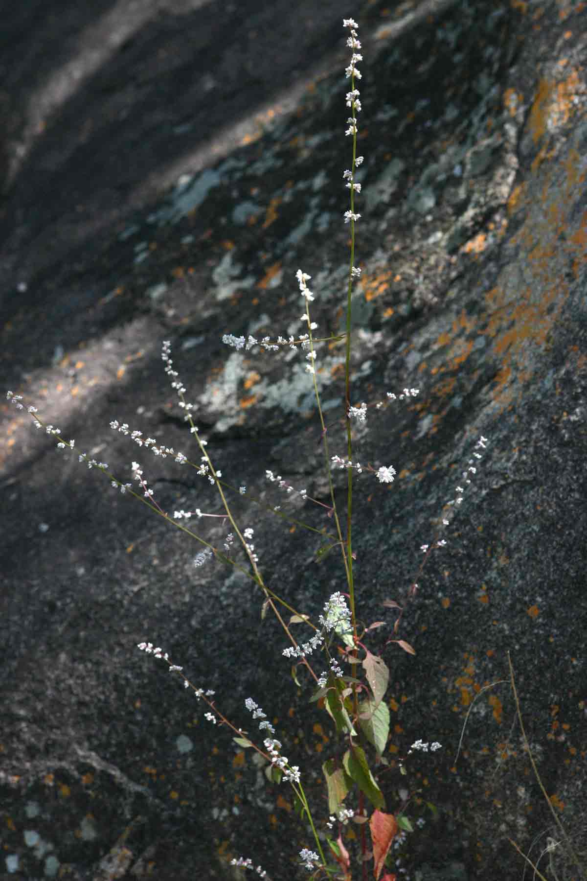 Celosia trigyna