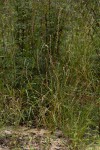Celosia trigyna