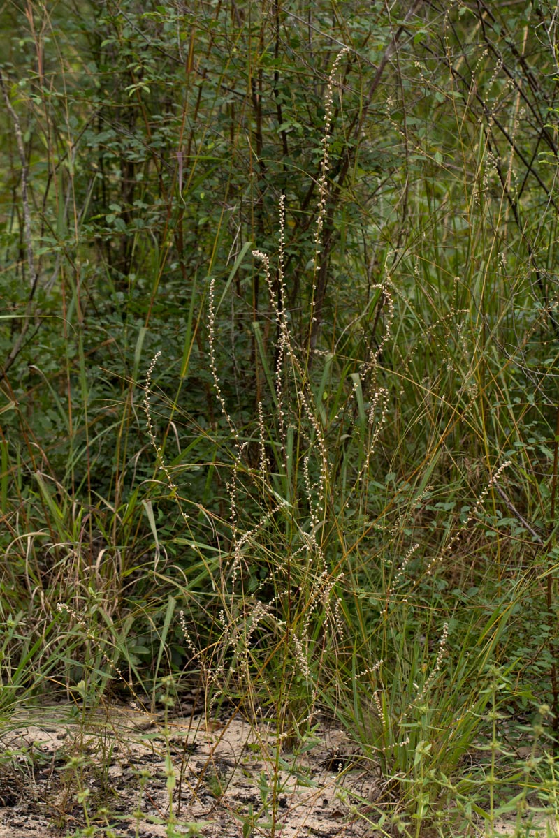 Celosia trigyna