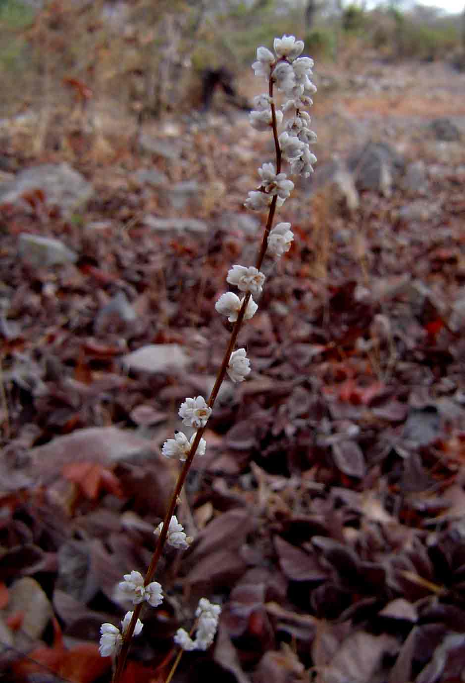 Celosia trigyna