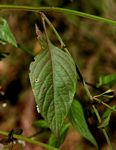 Celosia trigyna