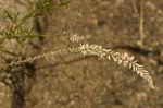 Hermbstaedtia odorata var. albi-rosea