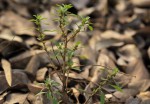Amaranthus graecizans subsp. silvestris