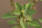 Amaranthus graecizans subsp. silvestris