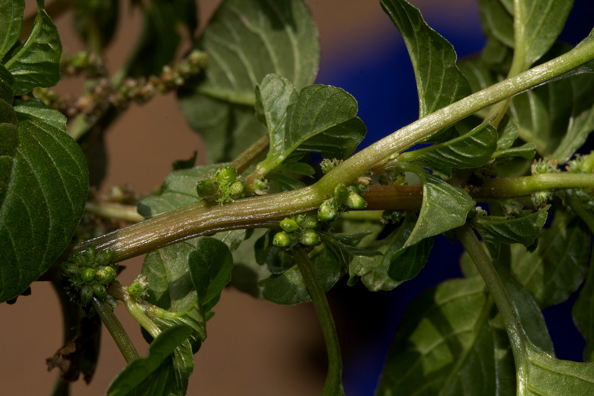 Amaranthus lividus subsp. polygonoides