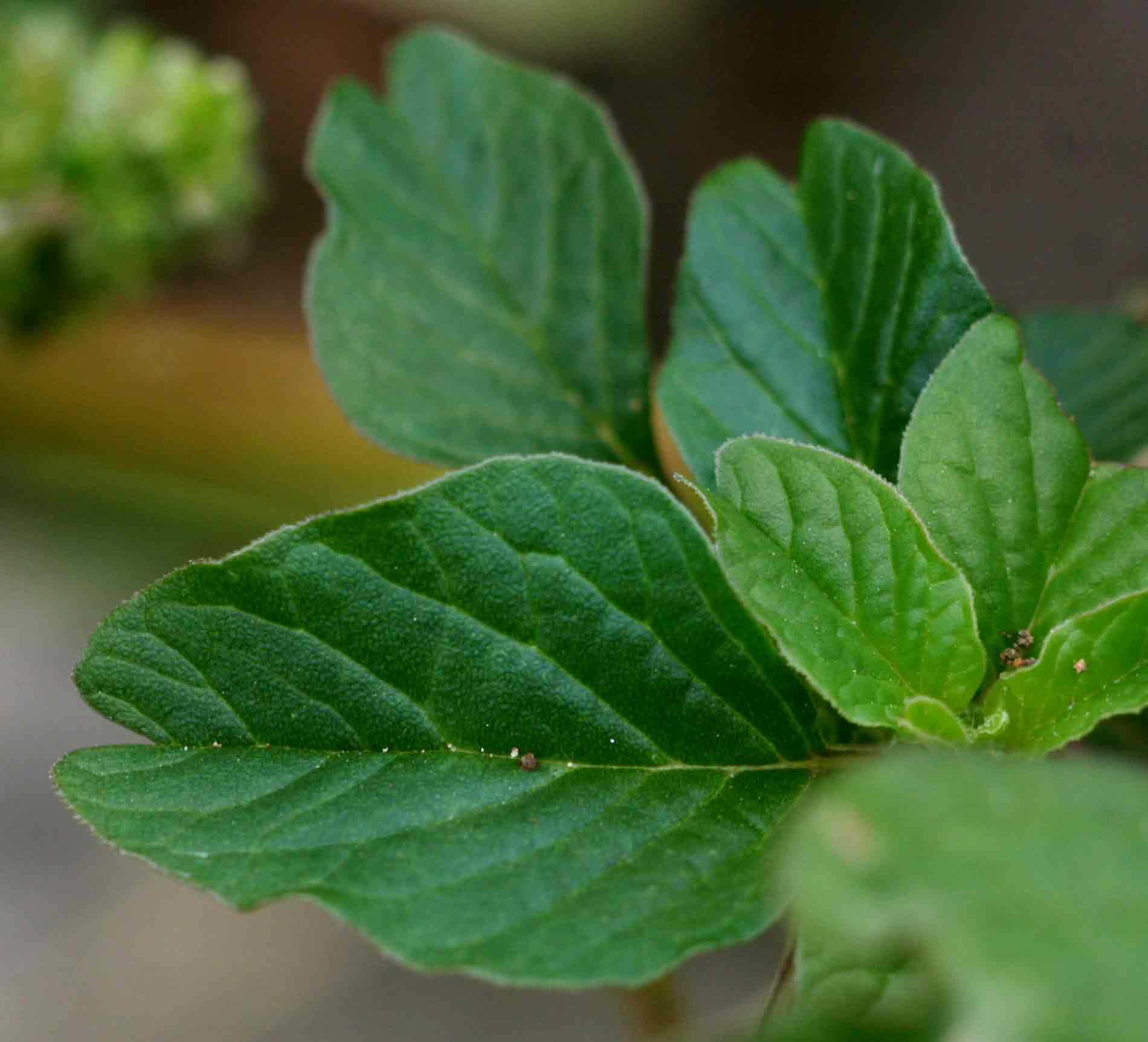 Amaranthus lividus subsp. polygonoides