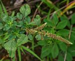 Amaranthus lividus subsp. polygonoides