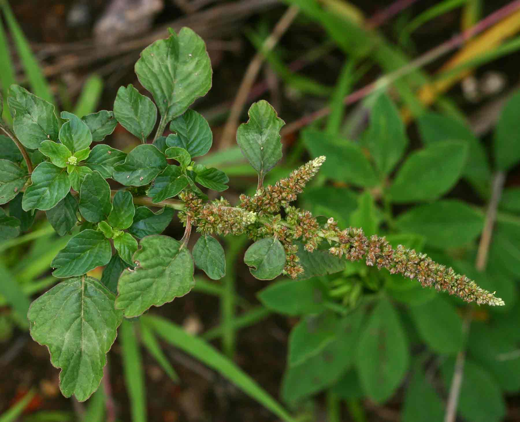 Amaranthus lividus subsp. polygonoides