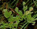 Amaranthus lividus subsp. polygonoides