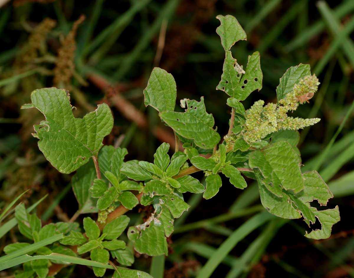 Amaranthus lividus subsp. polygonoides