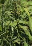 Amaranthus lividus subsp. polygonoides