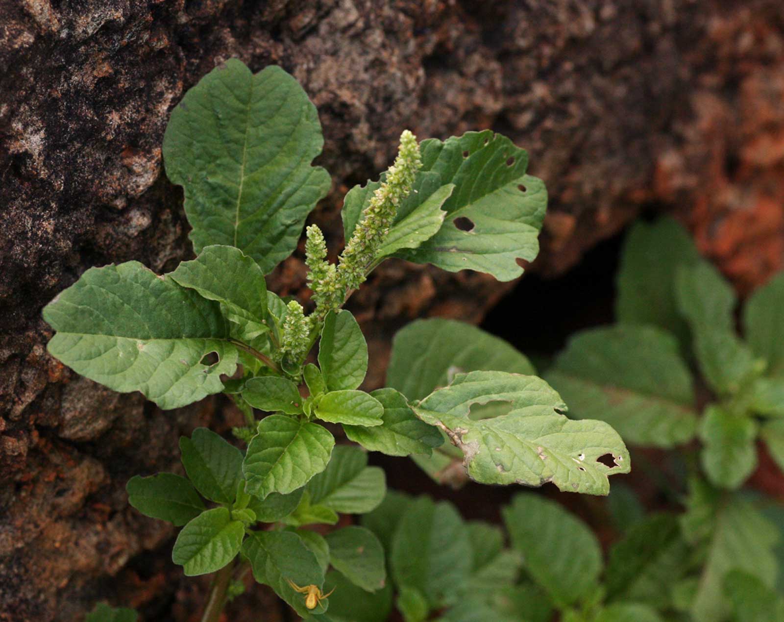 Amaranthus lividus subsp. polygonoides