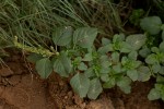 Amaranthus lividus subsp. polygonoides