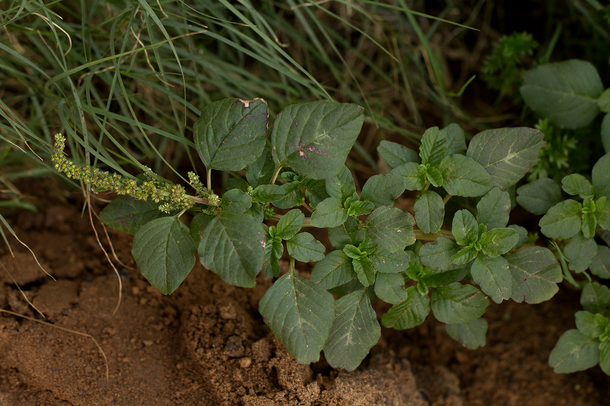Amaranthus lividus subsp. polygonoides