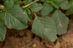 Amaranthus lividus subsp. polygonoides