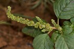 Amaranthus lividus subsp. polygonoides