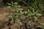 Amaranthus spinosus