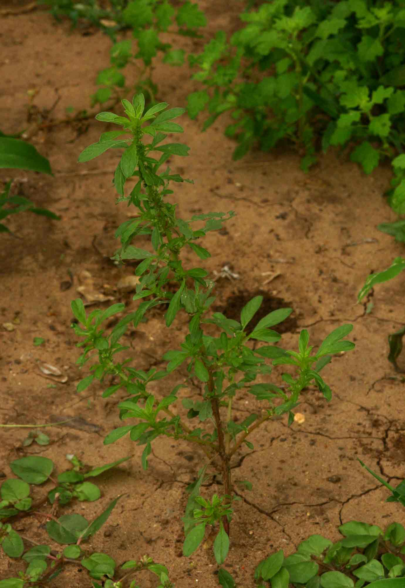 Amaranthus thunbergii