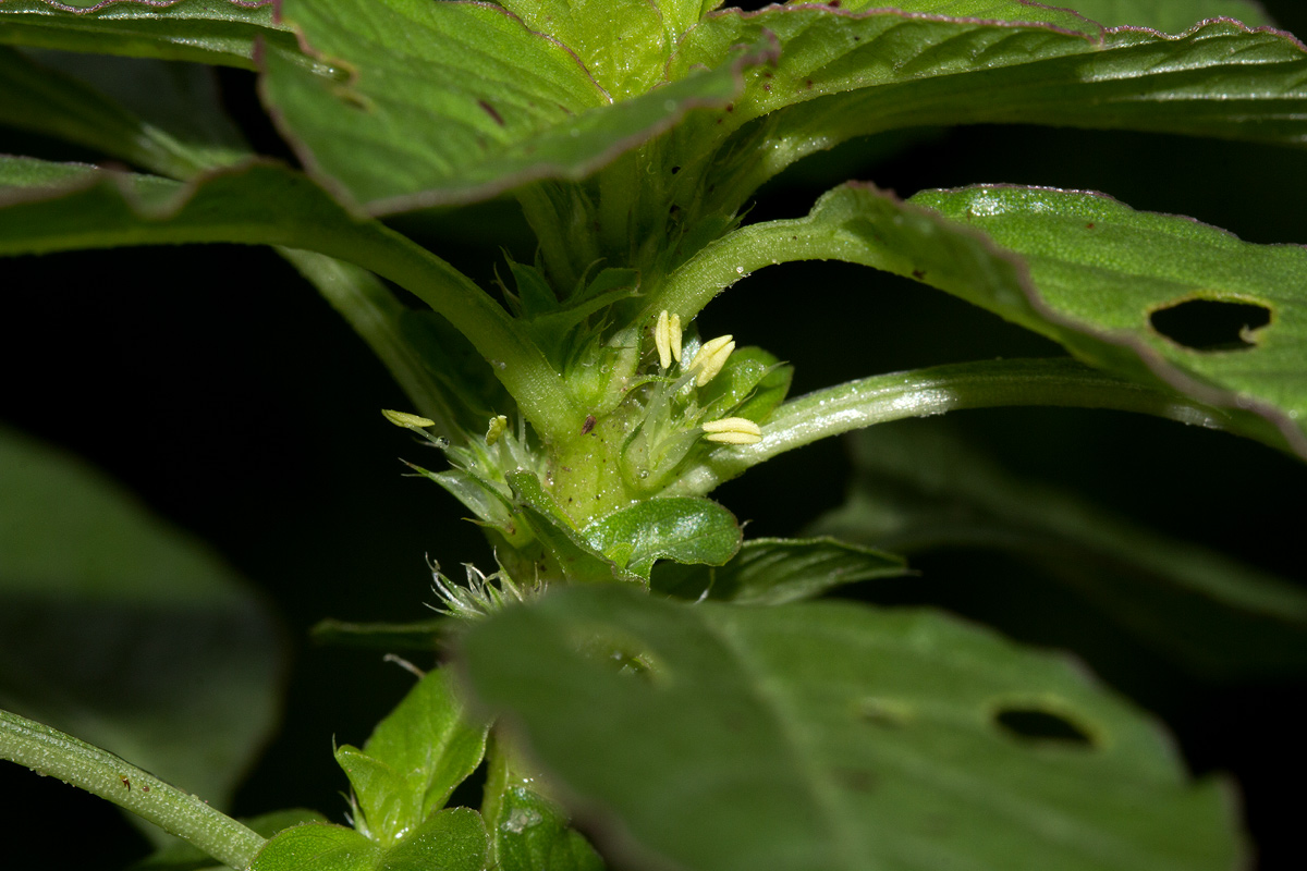 Amaranthus thunbergii