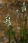 Kyphocarpa angustifolia
