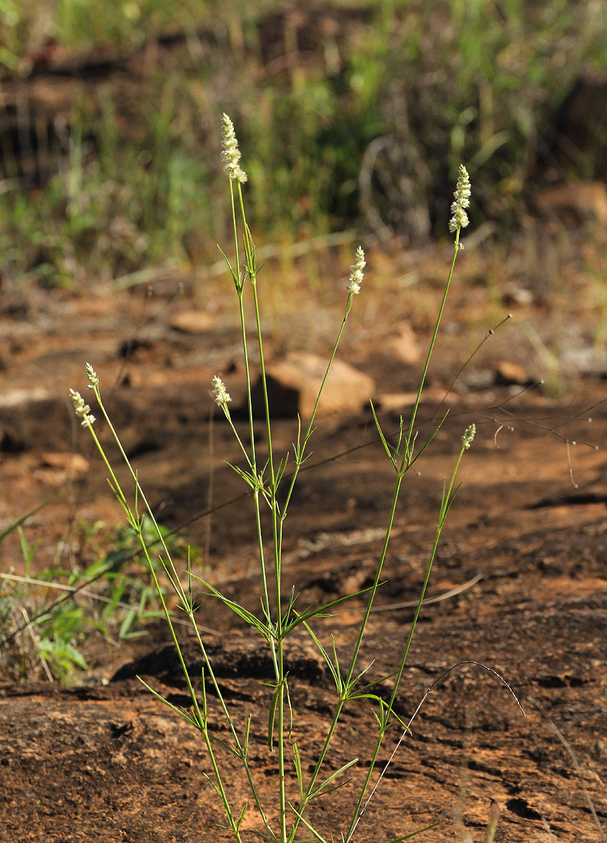 Kyphocarpa angustifolia