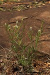 Kyphocarpa angustifolia