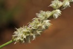 Kyphocarpa angustifolia