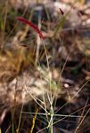 Centemopsis gracilenta