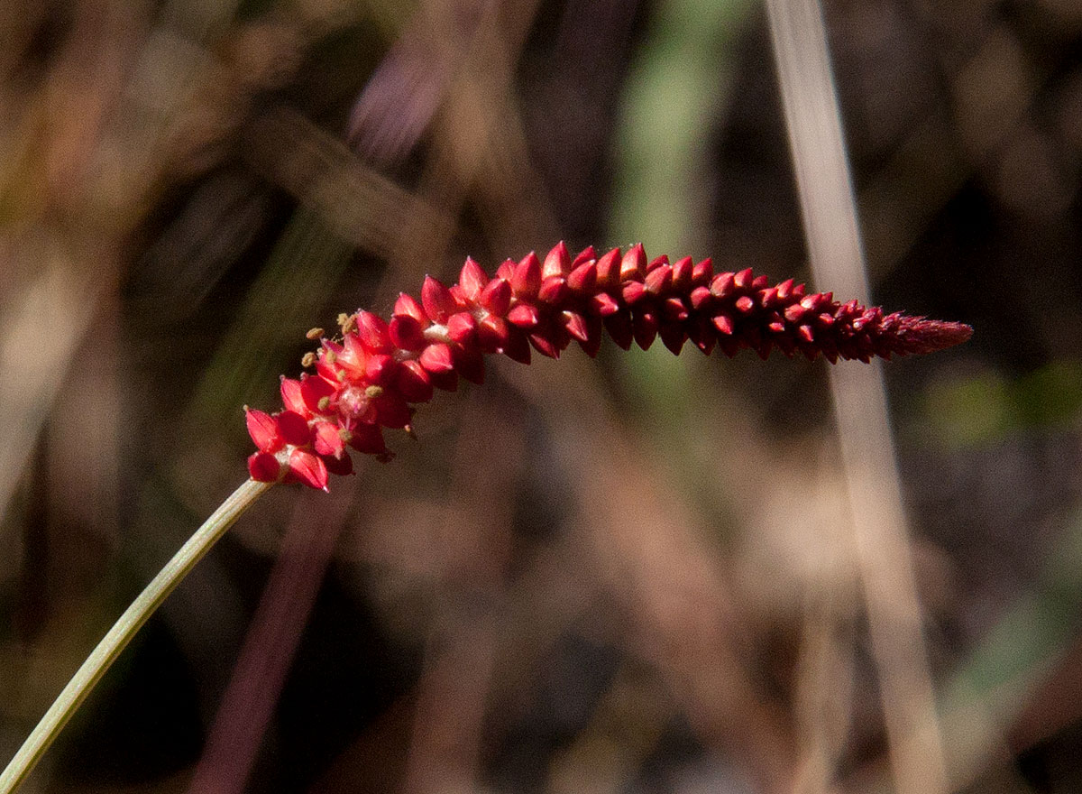 Centemopsis gracilenta