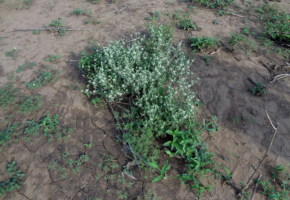 Cyathula lanceolata