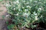 Cyathula lanceolata