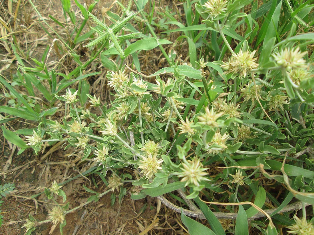 Cyathula lanceolata