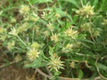 Cyathula lanceolata