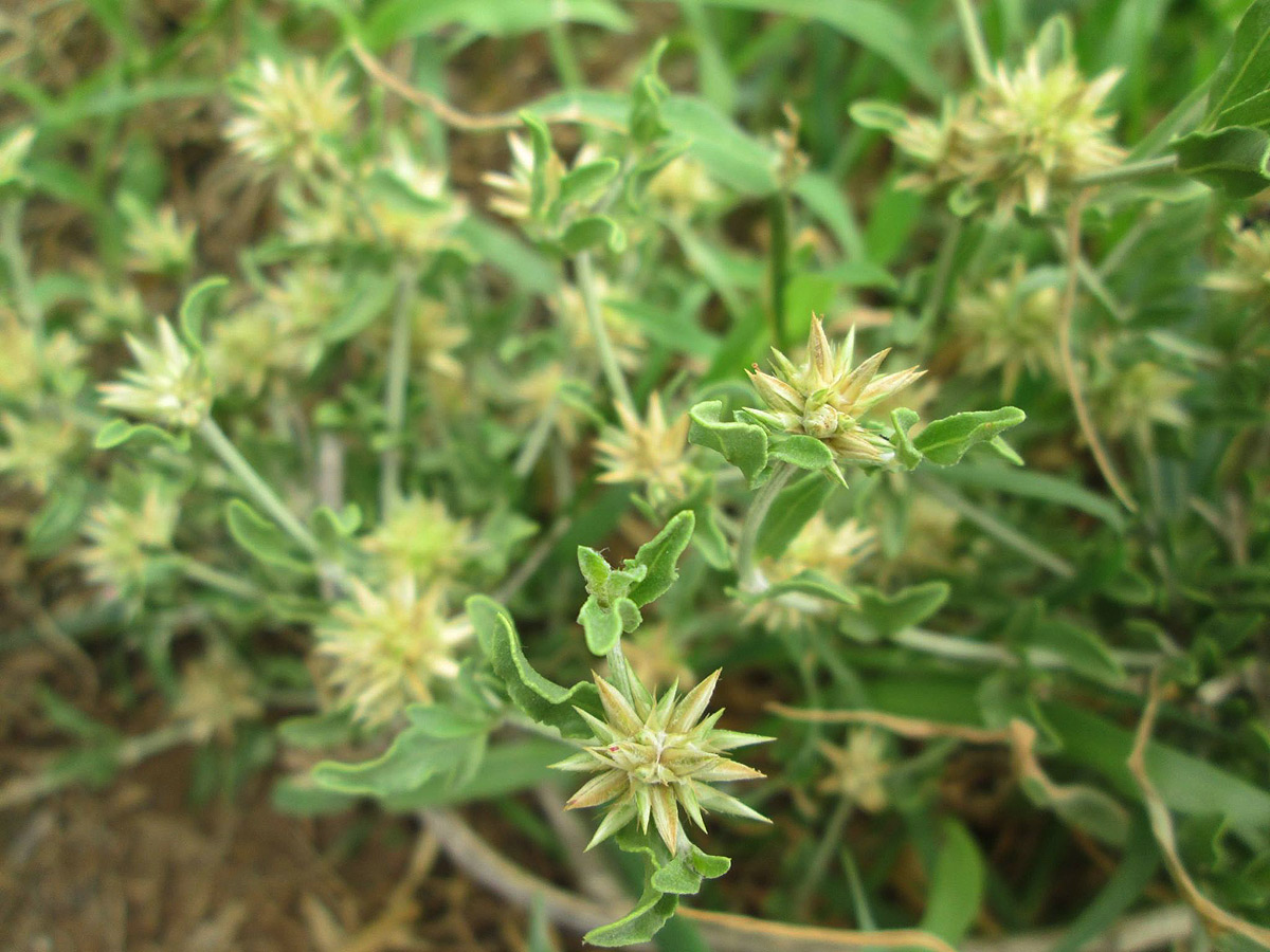 Cyathula lanceolata