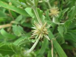 Cyathula lanceolata