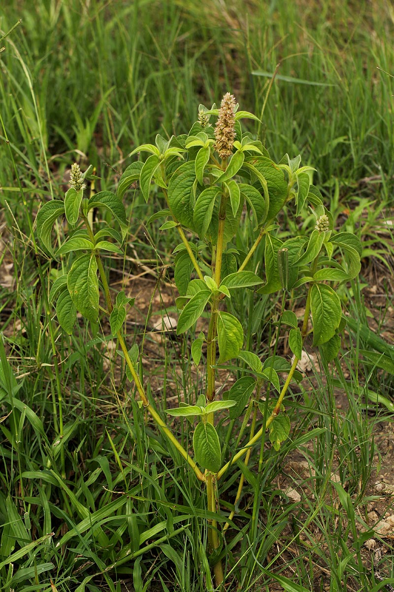 Cyathula orthacantha