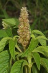 Cyathula orthacantha