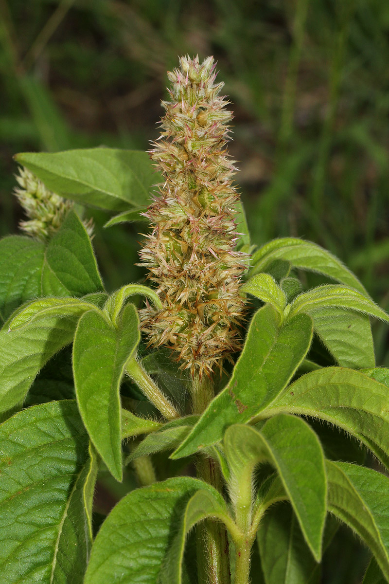 Cyathula orthacantha