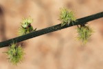 Pupalia lappacea var. velutina