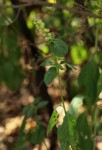 Pupalia lappacea var. velutina