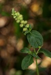 Pupalia lappacea var. velutina