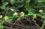 Pupalia lappacea var. velutina