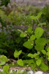 Pupalia lappacea var. velutina