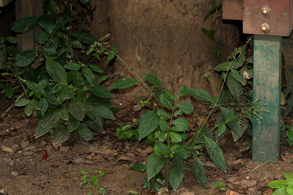 Pupalia micrantha