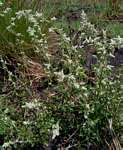 Aerva leucura