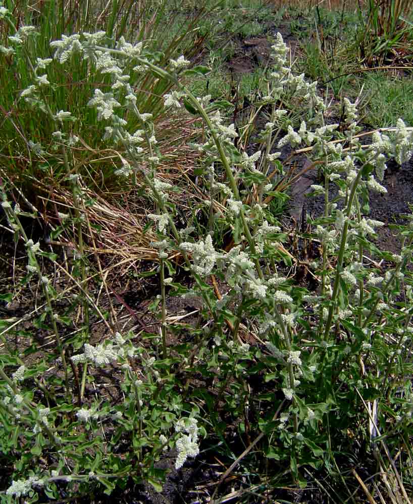 Aerva leucura