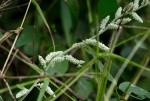 Aerva leucura